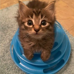 Meet your Posher, Joan